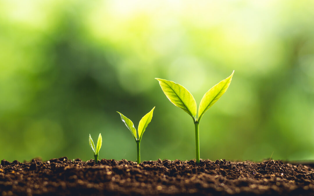 Seedlings as symbols of growth